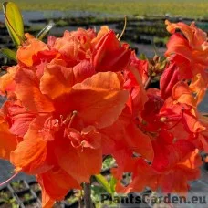 Rododendron ORANGE HIT